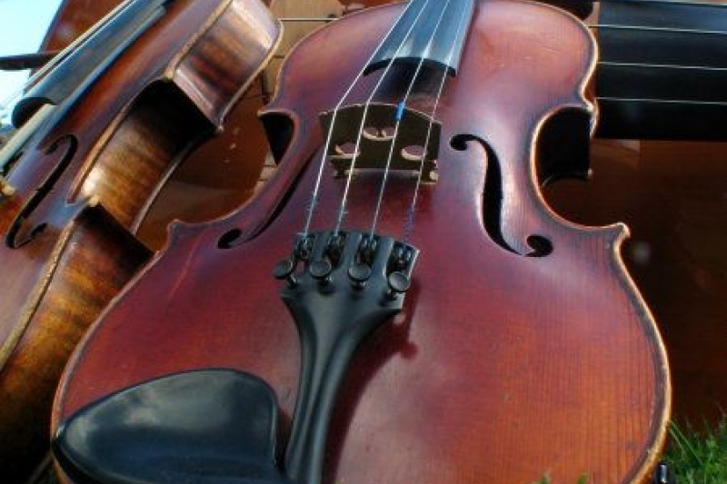 Bluegrass on green grass